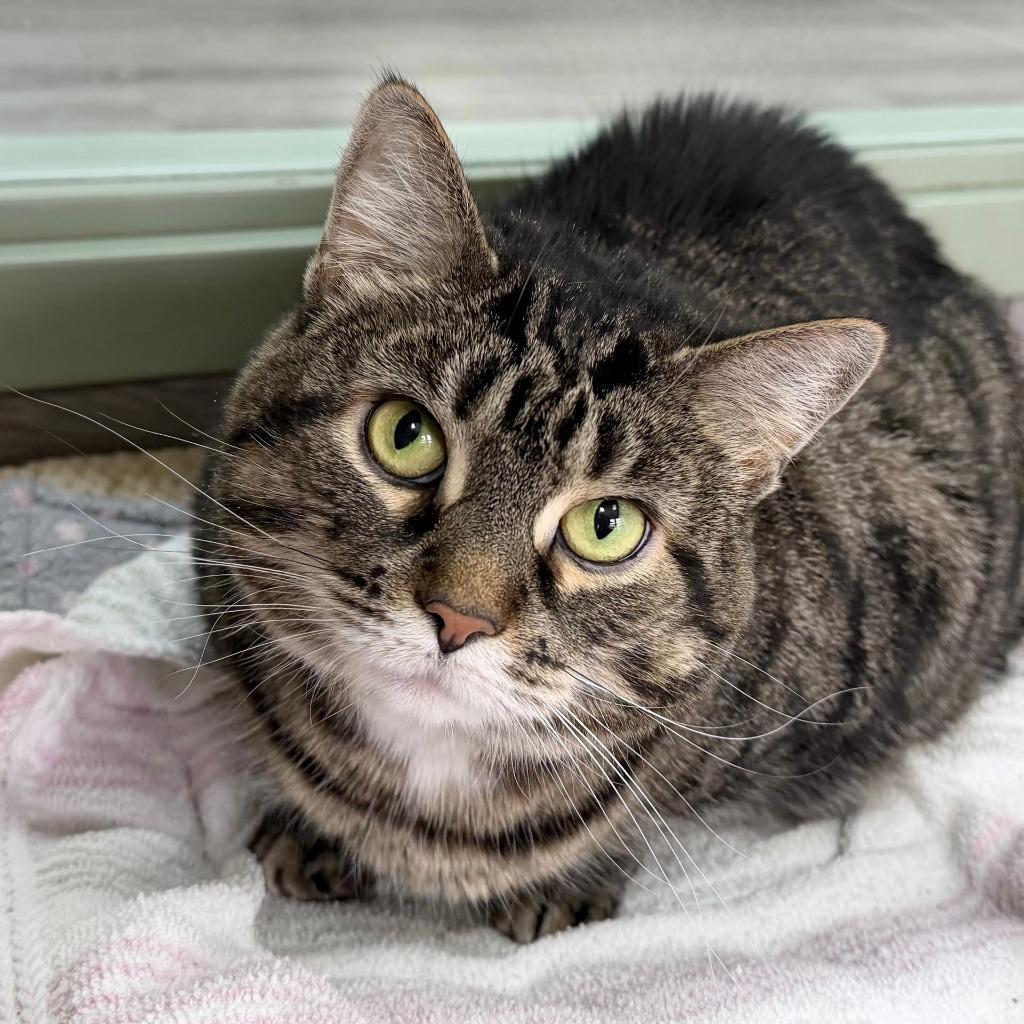 Bobbi, a Adoptable Domestic Short Hair in State College, PA image 5/5