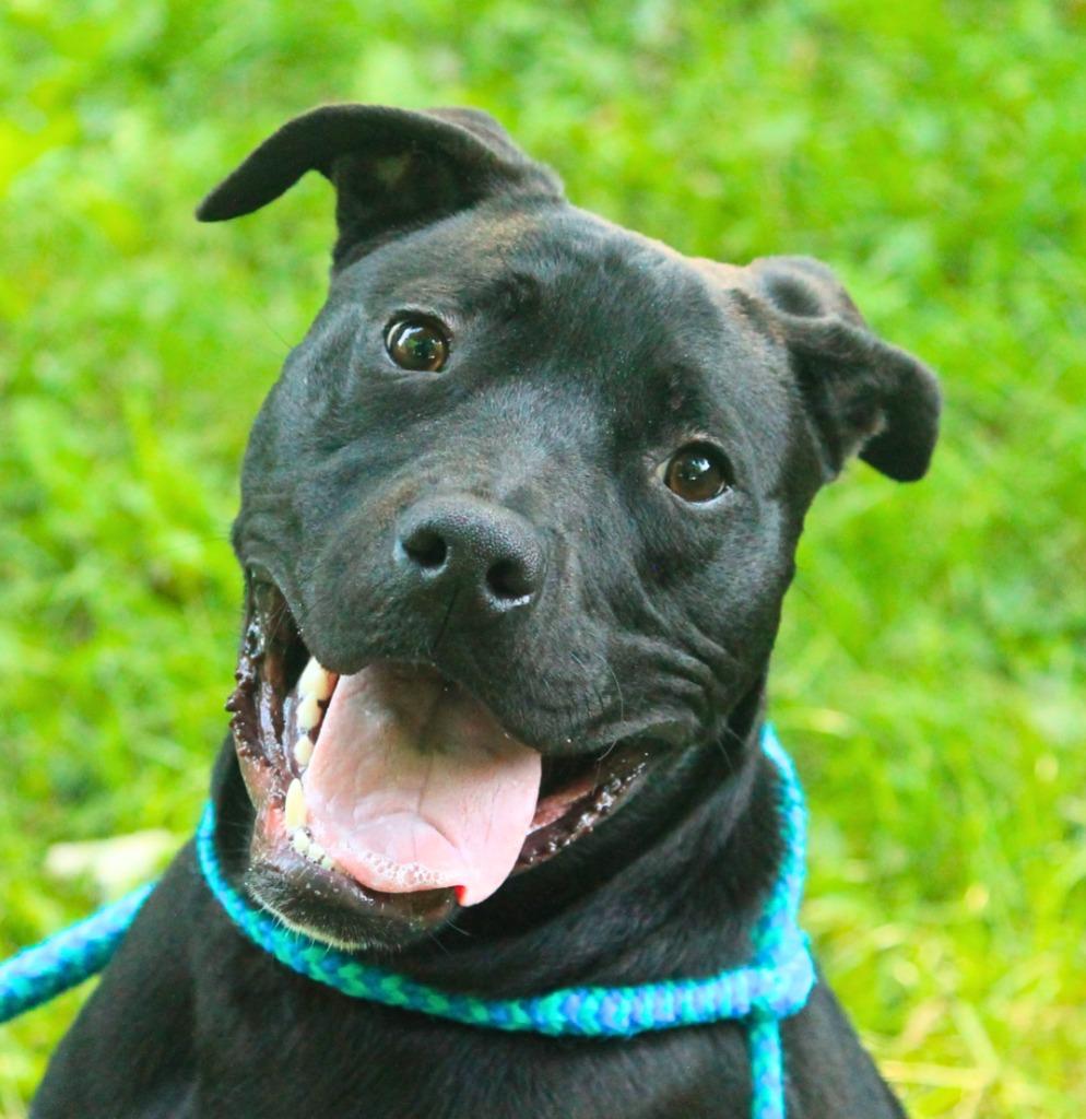 Enlarge Leilo, a Adoptable mixed breed in Utica, MI image 1/5