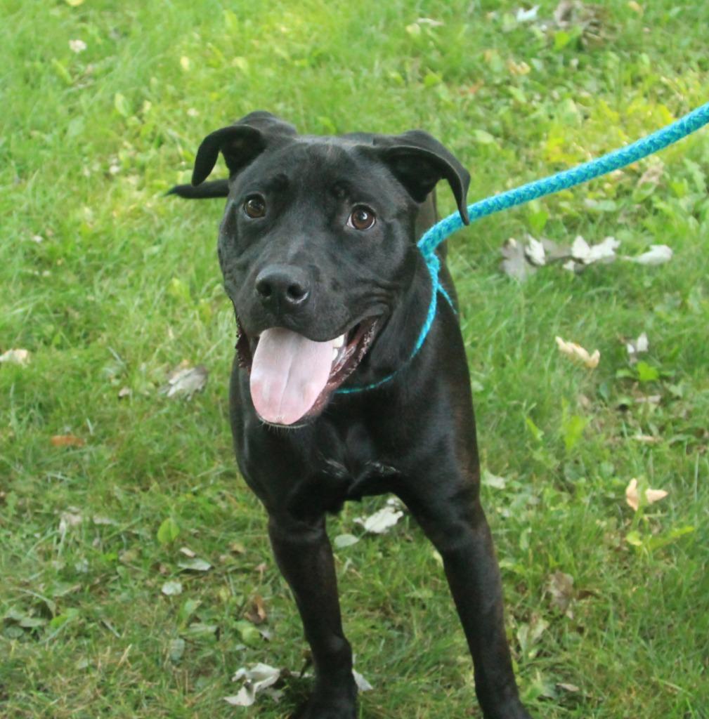 Enlarge Leilo, a Adoptable mixed breed in Utica, MI image 2/5