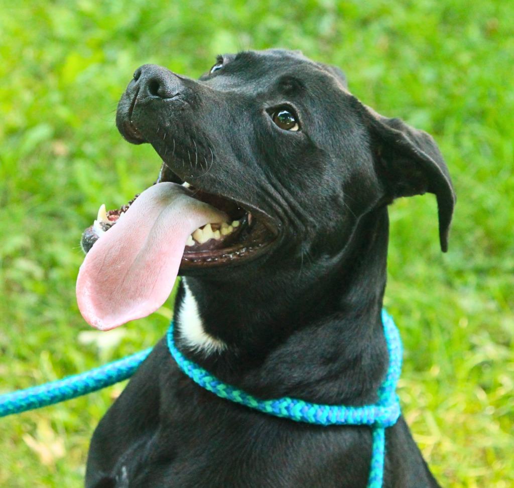 Enlarge Leilo, a Adoptable mixed breed in Utica, MI image 3/5