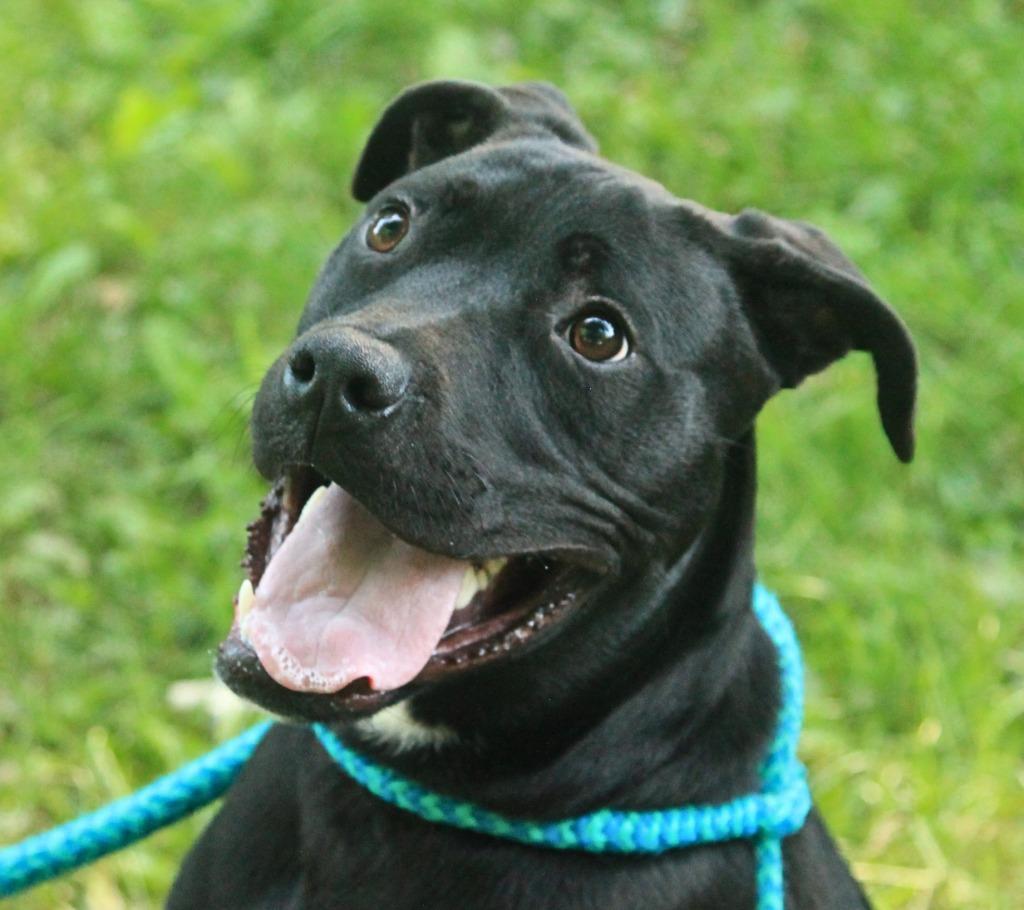 Enlarge Leilo, a Adoptable mixed breed in Utica, MI image 4/5