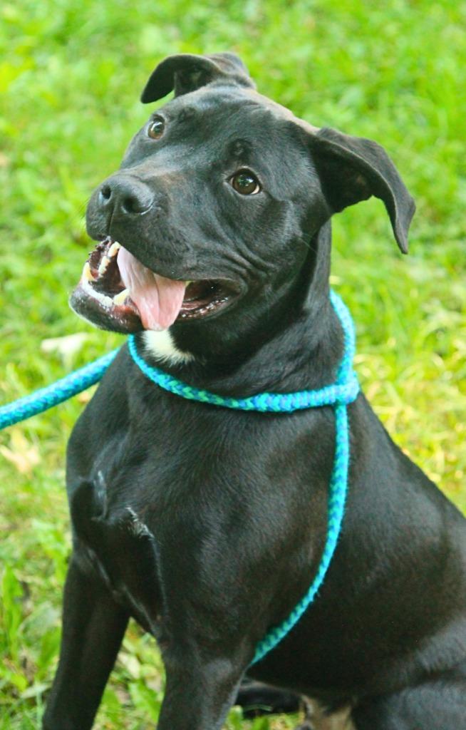 Enlarge Leilo, a Adoptable mixed breed in Utica, MI image 5/5