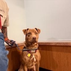 Enlarge C68-25 Brodie, a ADOPTABLE mixed breed in Nassau Bay, TX image 3/4