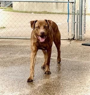 Enlarge C68-25 Brodie, a ADOPTABLE mixed breed in Nassau Bay, TX image 2/4