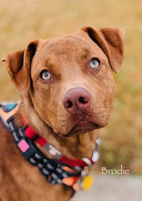 C68-25 Brodie, ADOPTABLE, Young Male Labrador Retriever & American Staffordshire Terrier.