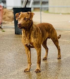 Enlarge C68-25 Brodie, a ADOPTABLE mixed breed in Nassau Bay, TX image 4/4