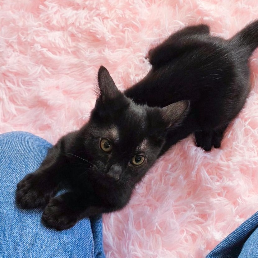 Disco, Adoptable, Young Male Domestic Short Hair.