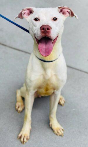 Enlarge AC-4692 "Deliliah" Rescue Only, a ADOPTABLE mixed breed in Conyers, GA image 1/1