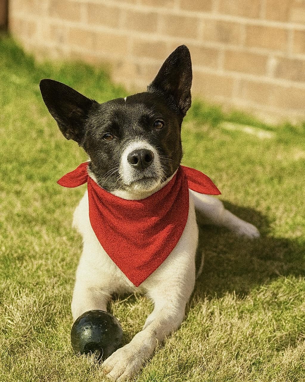 Skippy — thumbnail 2