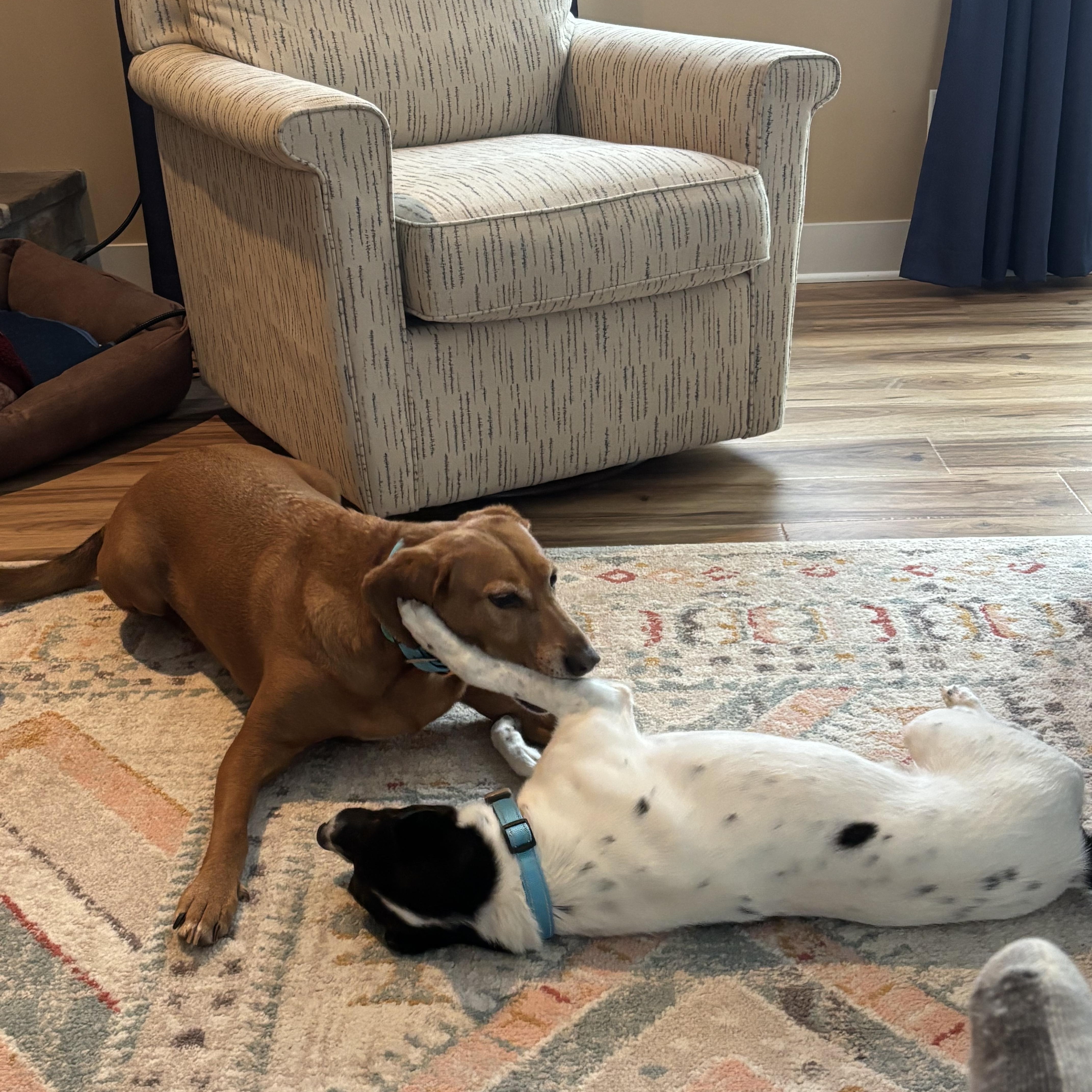 Skippy — thumbnail 3