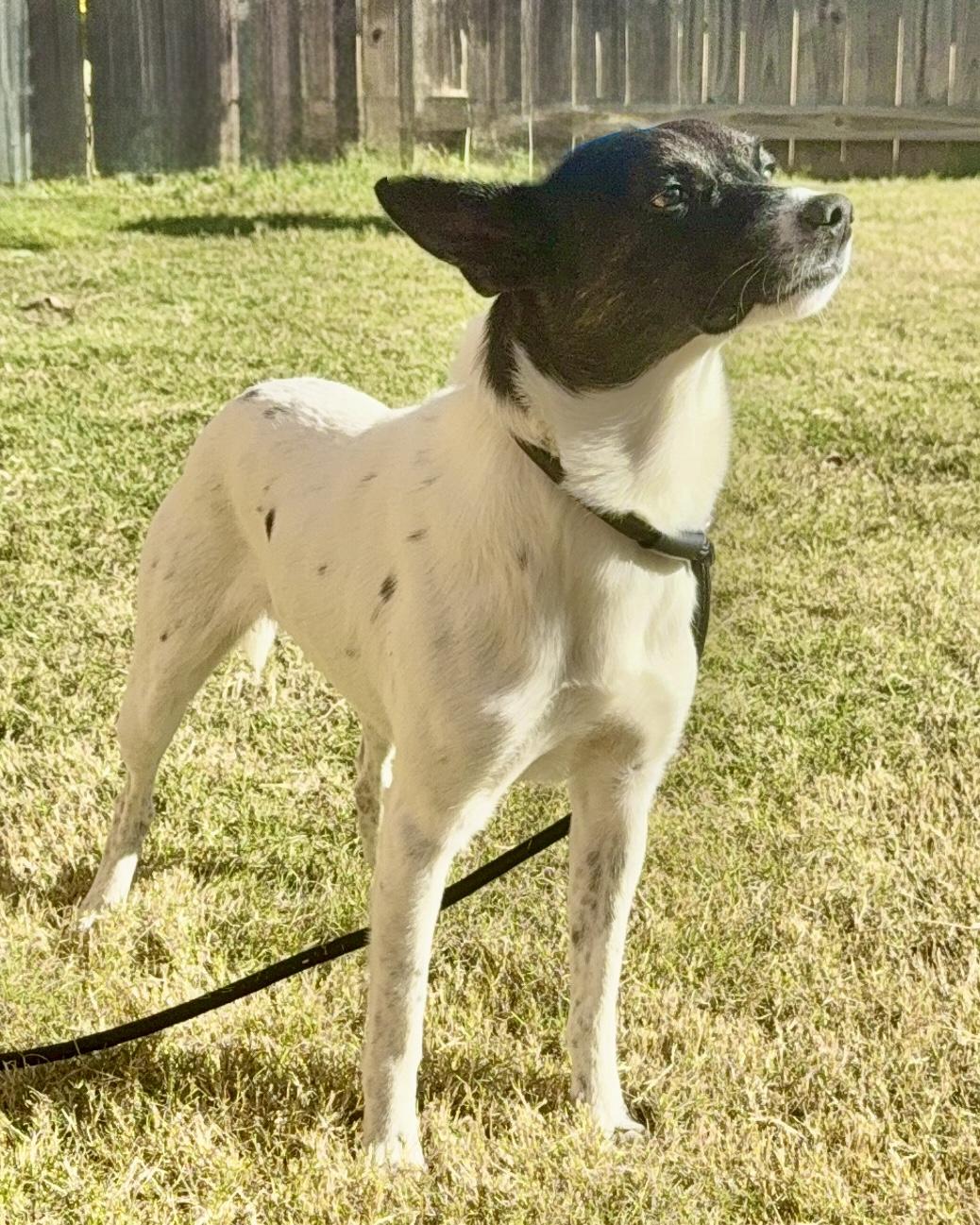 Skippy — thumbnail 5