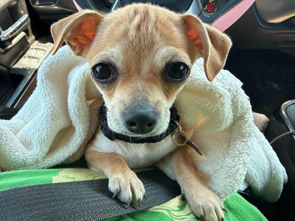 Tank, Adoptable, Puppy Male Chihuahua.