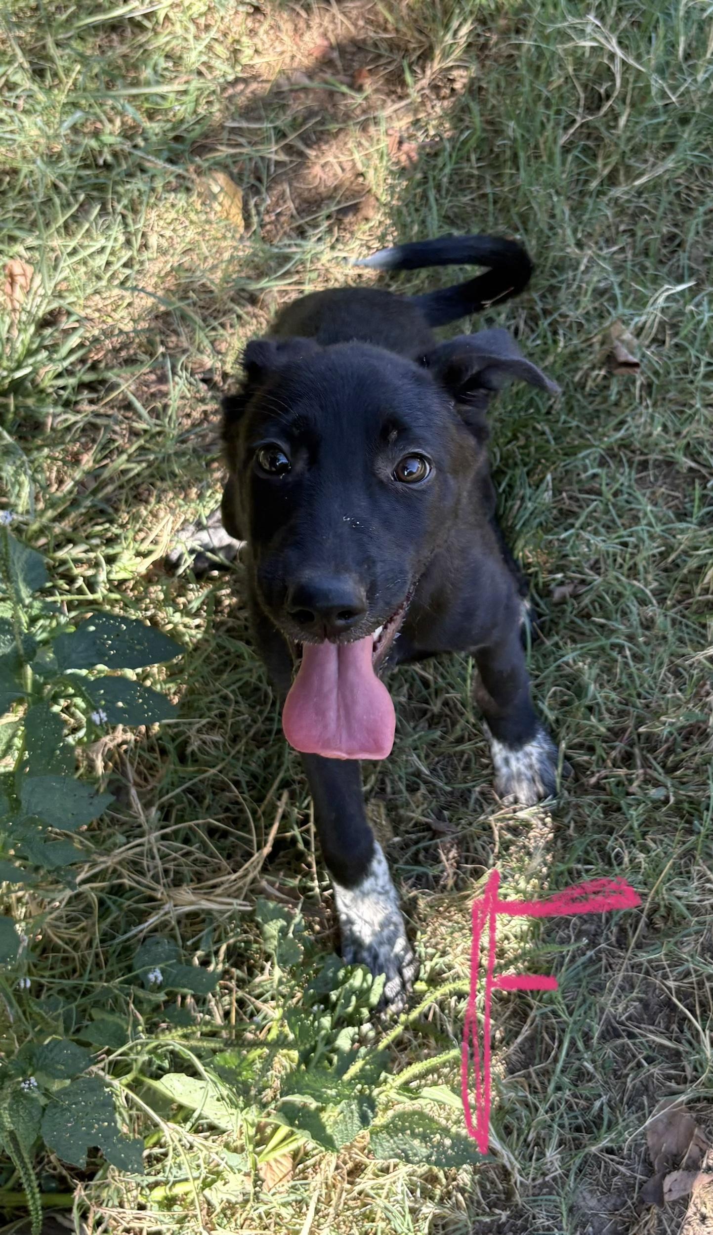 Indie, Adoptable, Puppy Female Australian Cattle Dog / Blue Heeler & Golden Retriever.