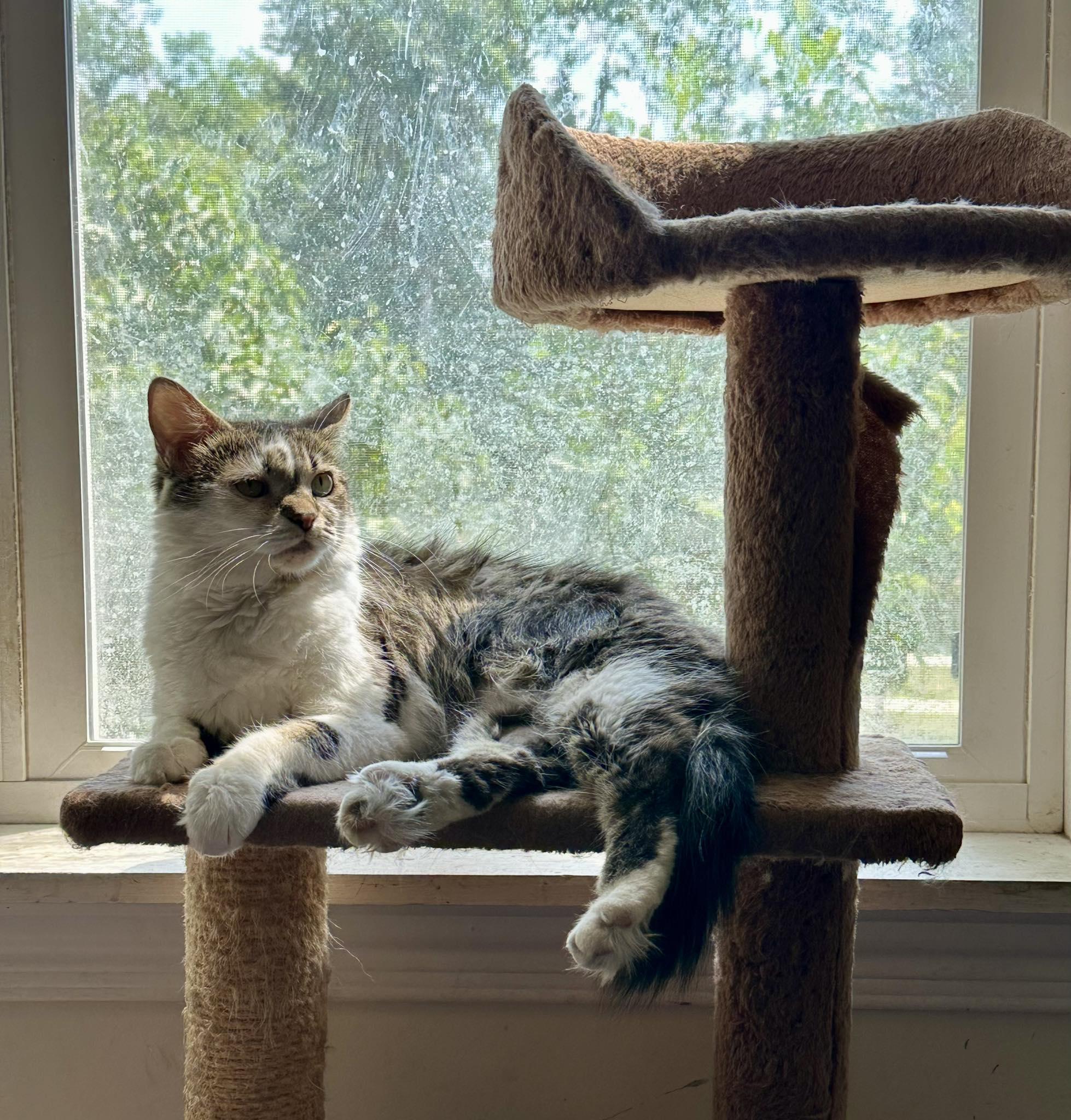 Enlarge SWEENEY TODD, a Adoptable Domestic Medium Hair in Chicago Ridge, IL image 1/1