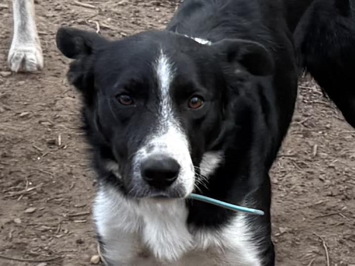 Enlarge Jock, a ADOPTABLE Border Collie in Chestertown, MD image 1/1
