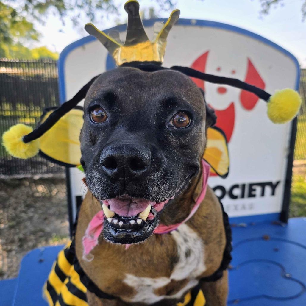 Enlarge Dolly, a Adoptable mixed breed in Beaumont, TX image 2/6