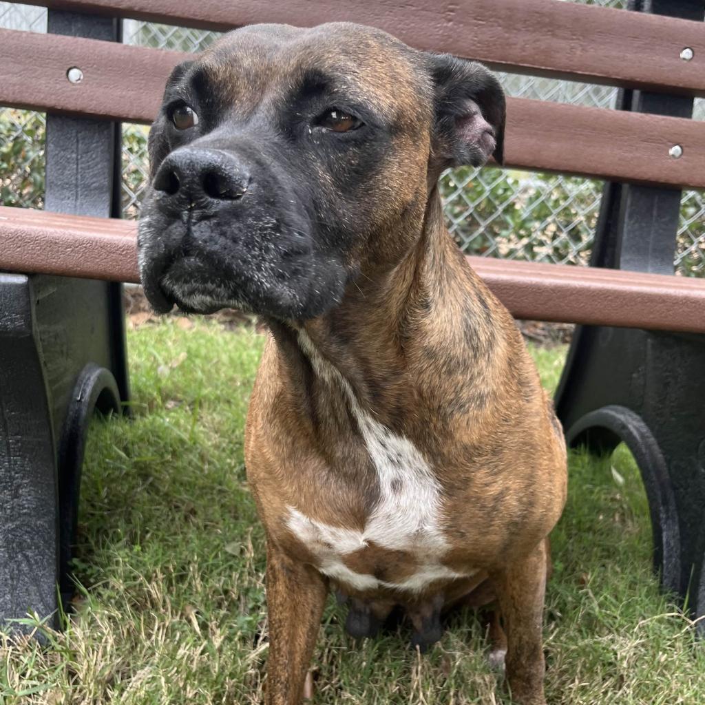 Enlarge Dolly, a Adoptable mixed breed in Beaumont, TX image 3/6