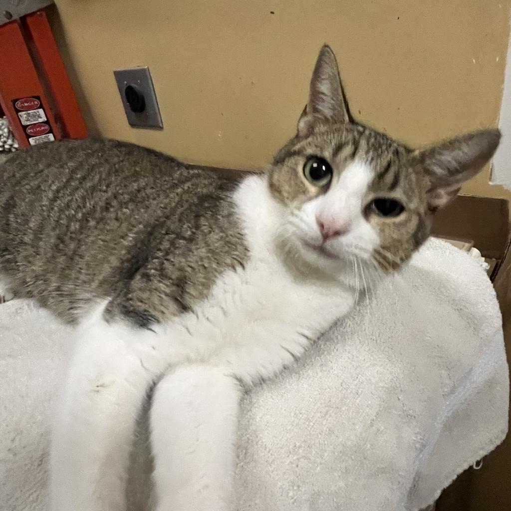 Momma, Adoptable, Adult Female Domestic Short Hair.