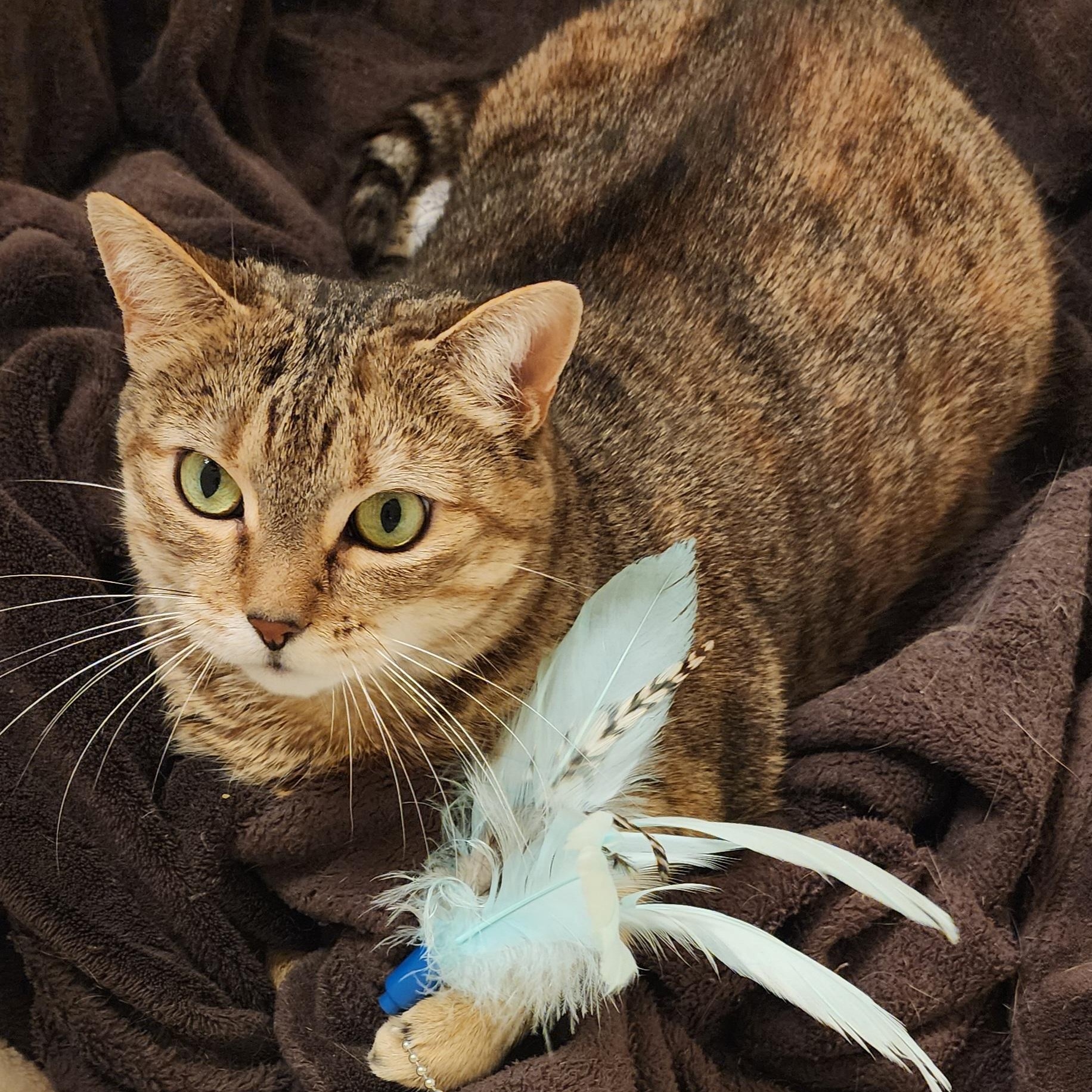 Winnie, a Adoptable mixed breed in Arnold, MD image 5/6