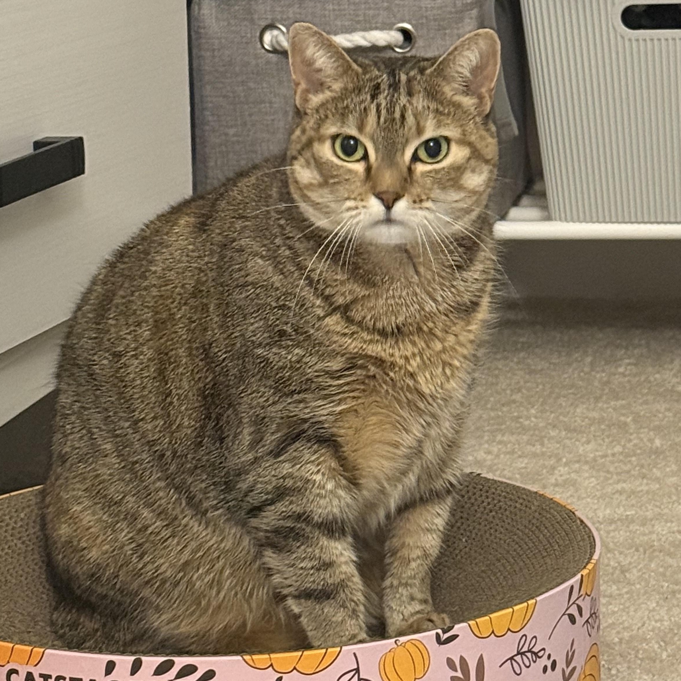 Enlarge Winnie, a Adoptable mixed breed in Hyattsville, MD image 4/6