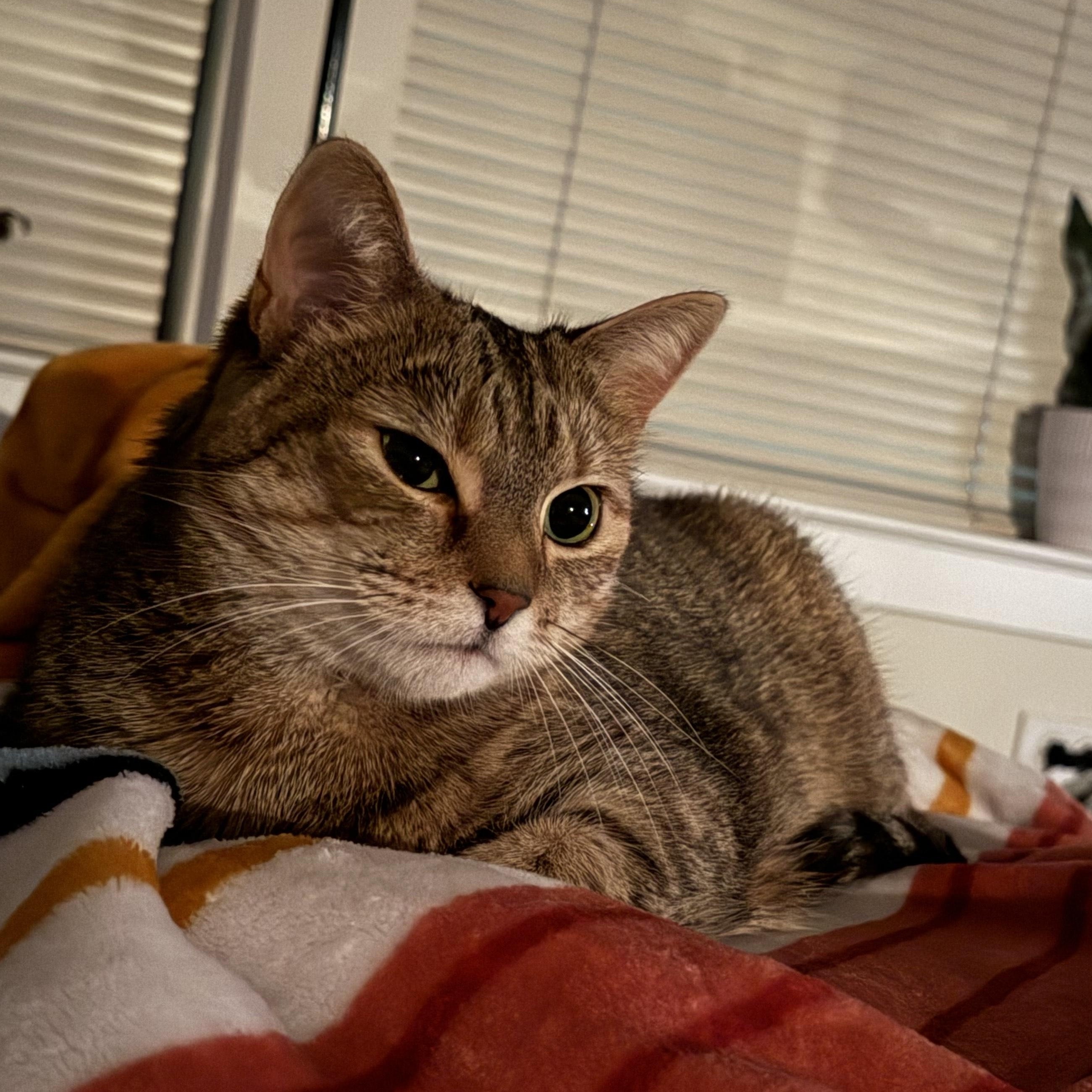 Enlarge Winnie, a Adoptable mixed breed in Hyattsville, MD image 6/6