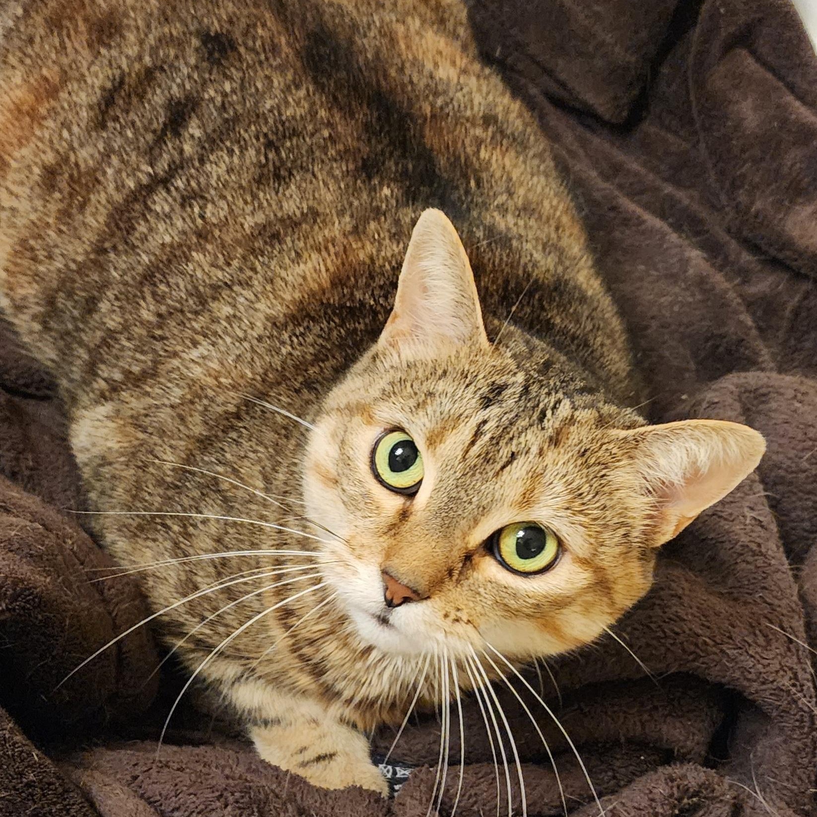 Winnie, Adoptable, Adult Female Torbie & Tabby.
