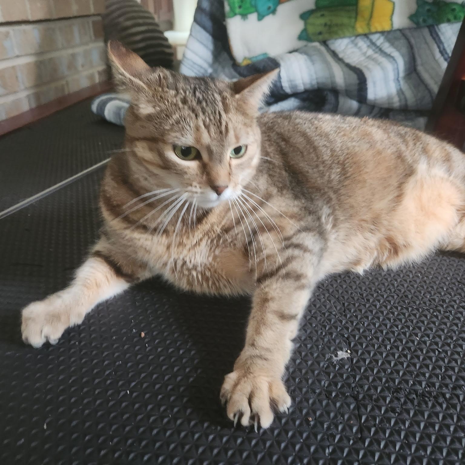 Winnie, a Adoptable mixed breed in Arnold, MD image 6/6