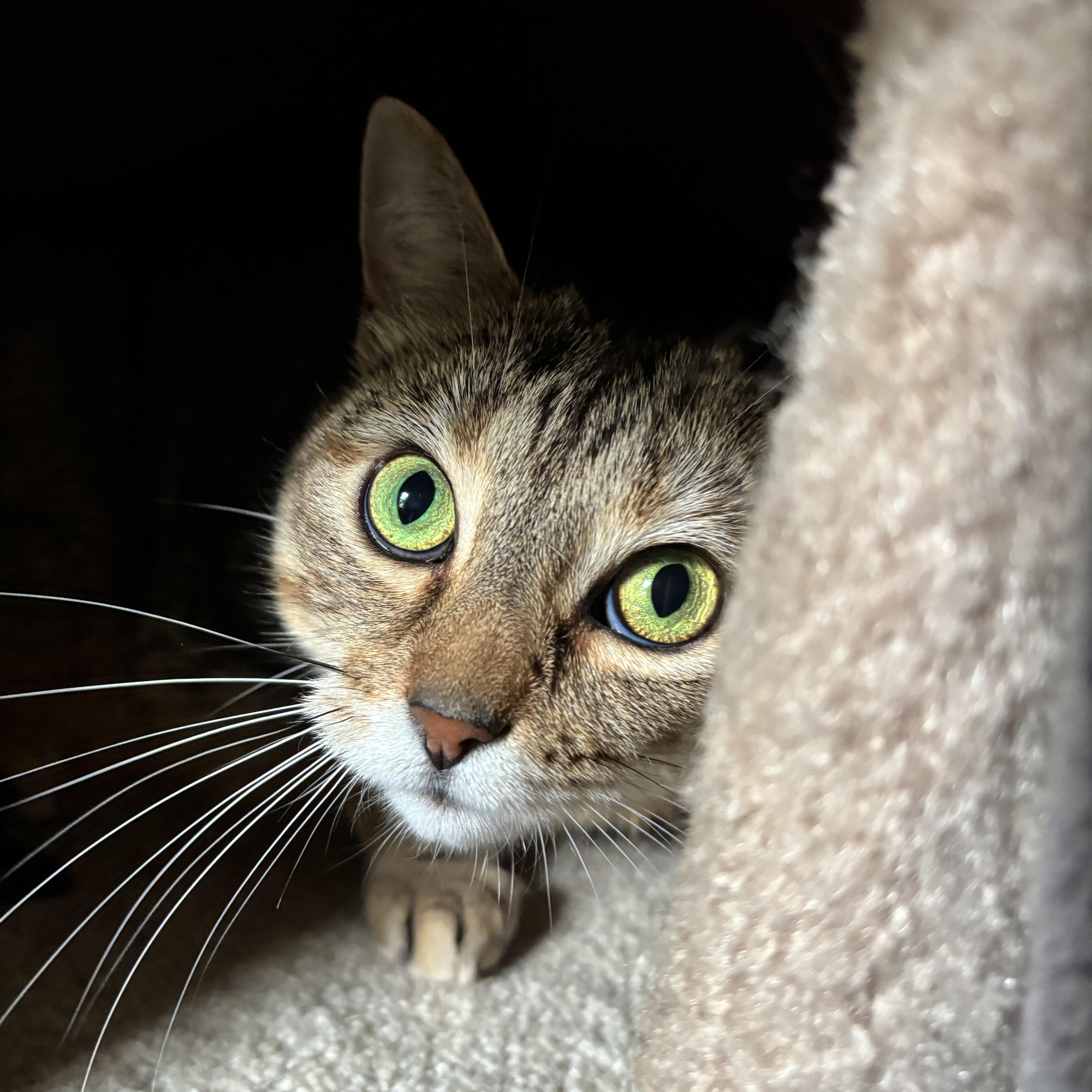 Winnie, Adoptable, Adult Female Torbie & Tabby.