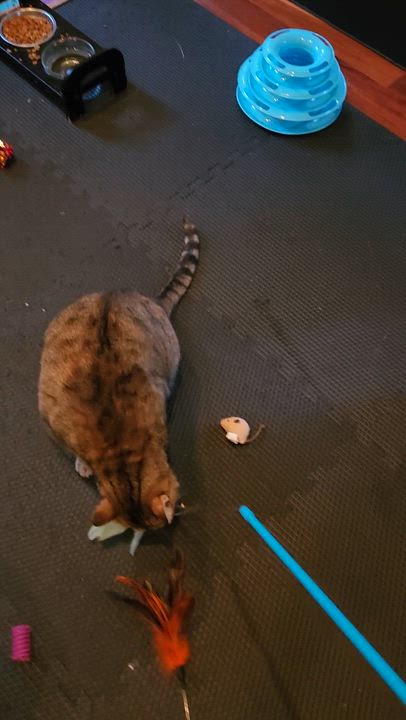 Enlarge Winnie, a Adoptable mixed breed in Arnold, MD video 2/6