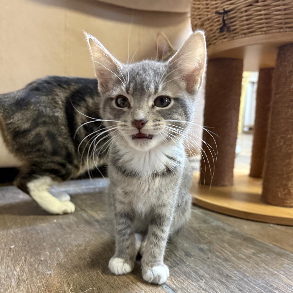 Dana, Adoptable, Kitten Female Domestic Short Hair.