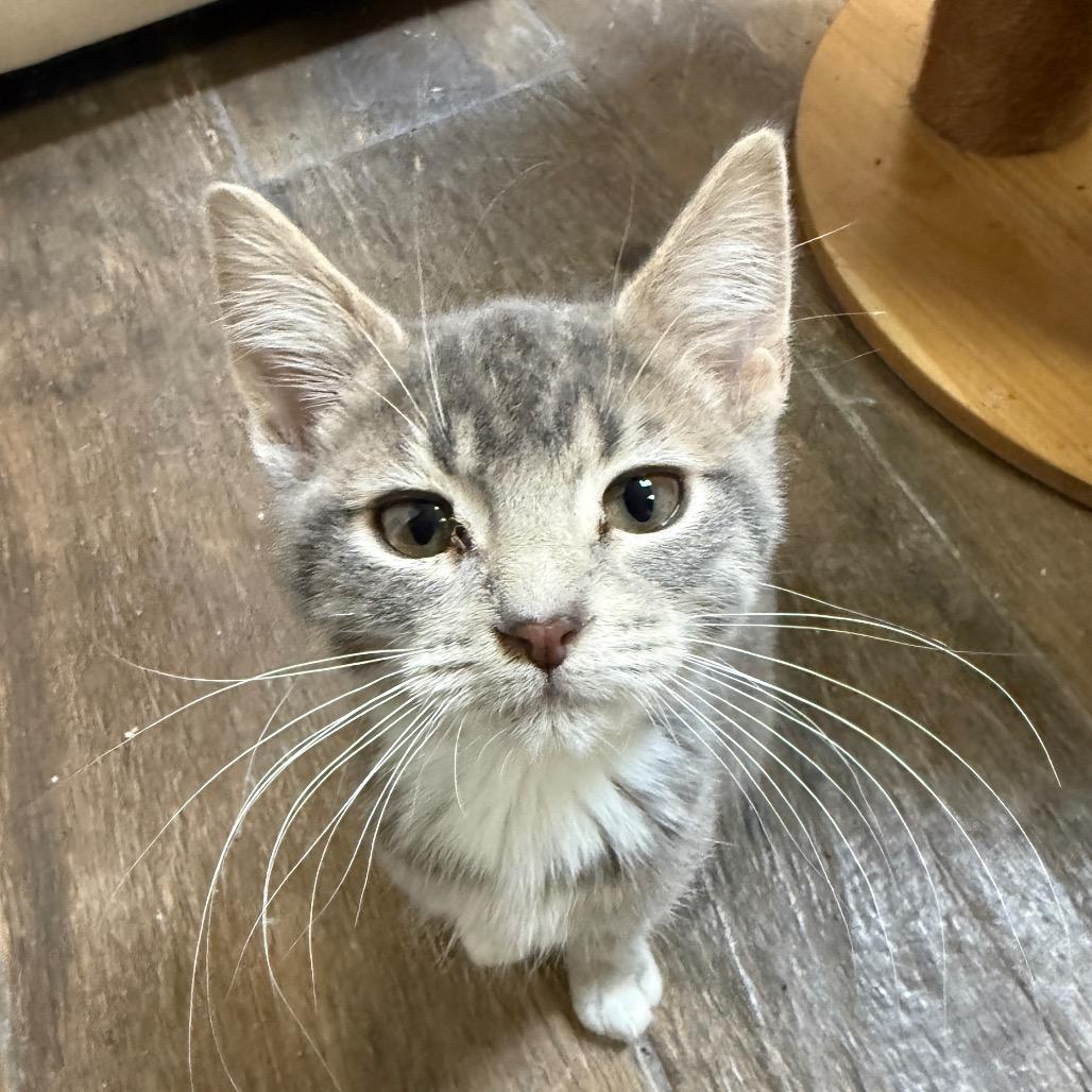 Enlarge Dana, a Adoptable Domestic Short Hair in Bloomington, IL image 3/3