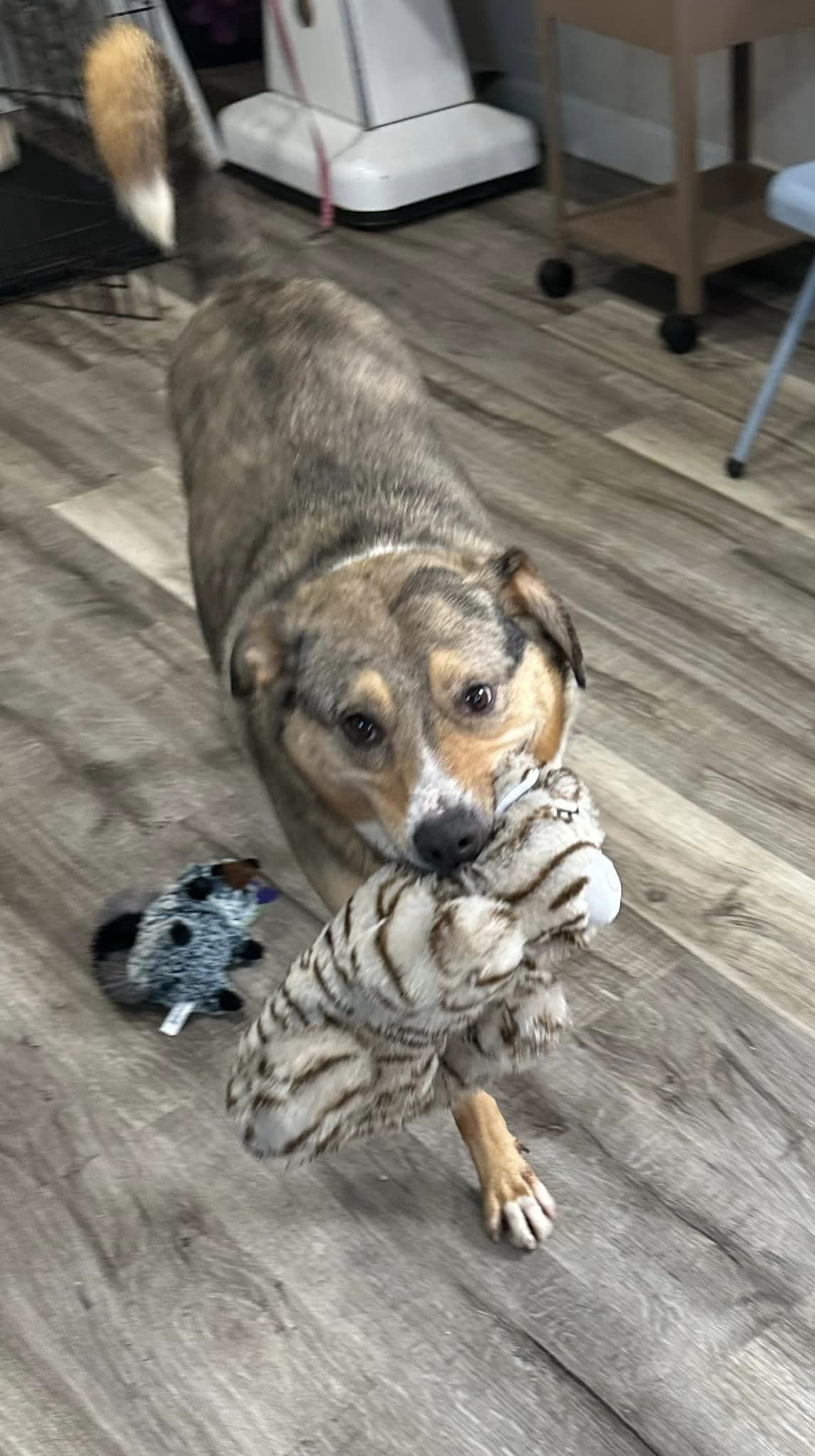 River, Adoptable, Adult Female Australian Shepherd & Catahoula Leopard Dog.