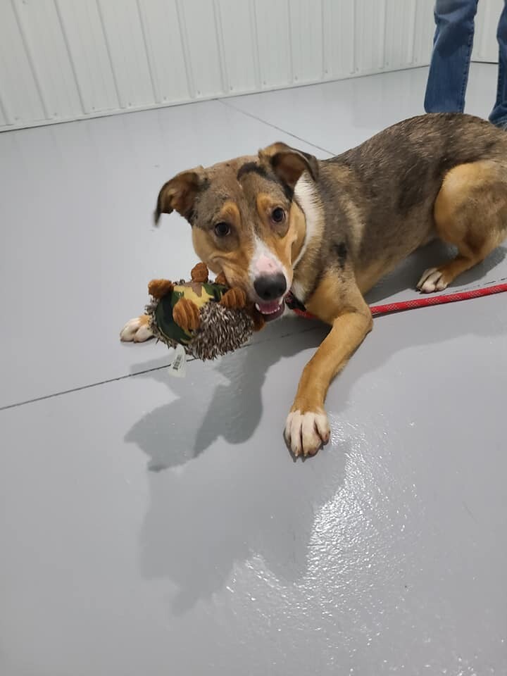 Enlarge River, a Adoptable mixed breed in Hoopeston, IL image 2/4