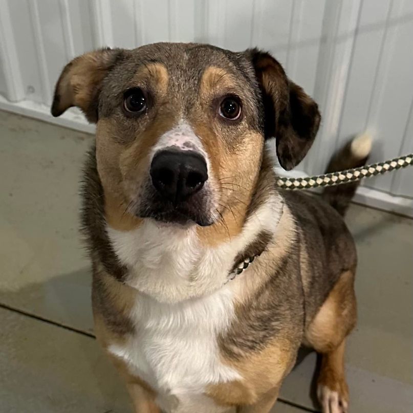 Enlarge River, a Adoptable mixed breed in Hoopeston, IL image 3/4