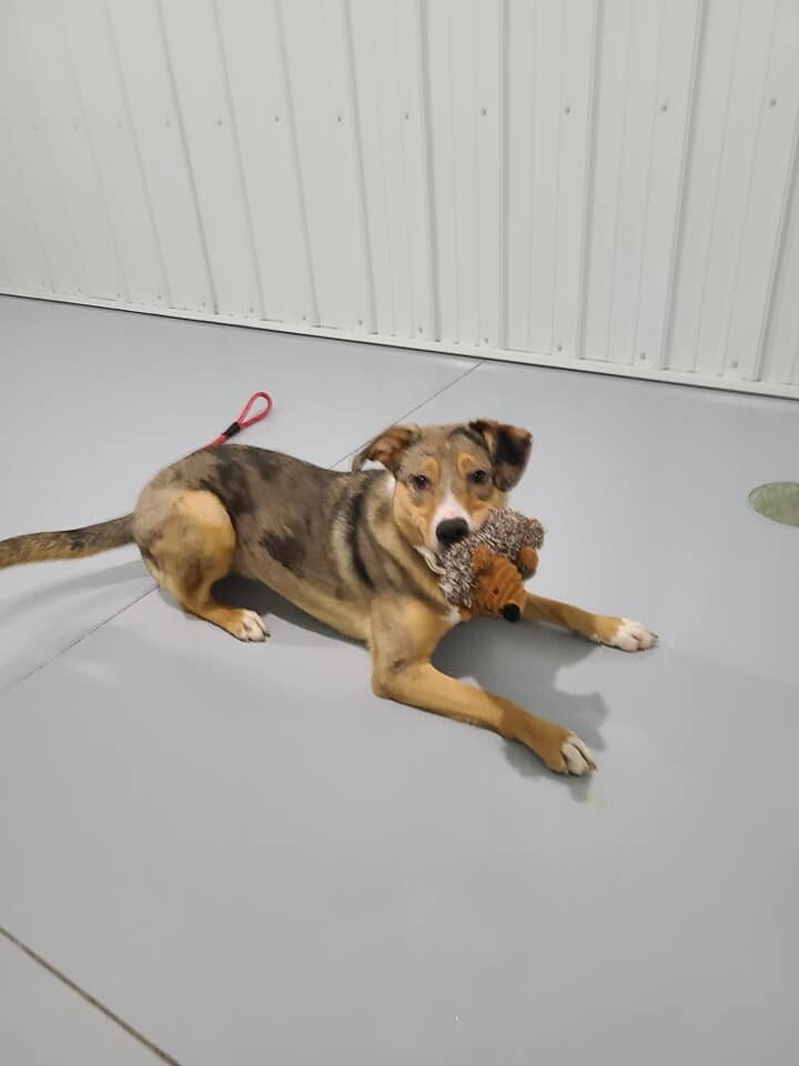 Enlarge River, a Adoptable mixed breed in Hoopeston, IL image 4/4