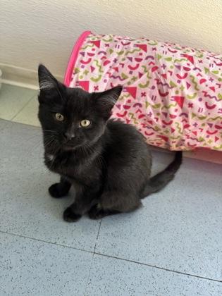 Salem, Adoptable, Kitten Female Domestic Short Hair.