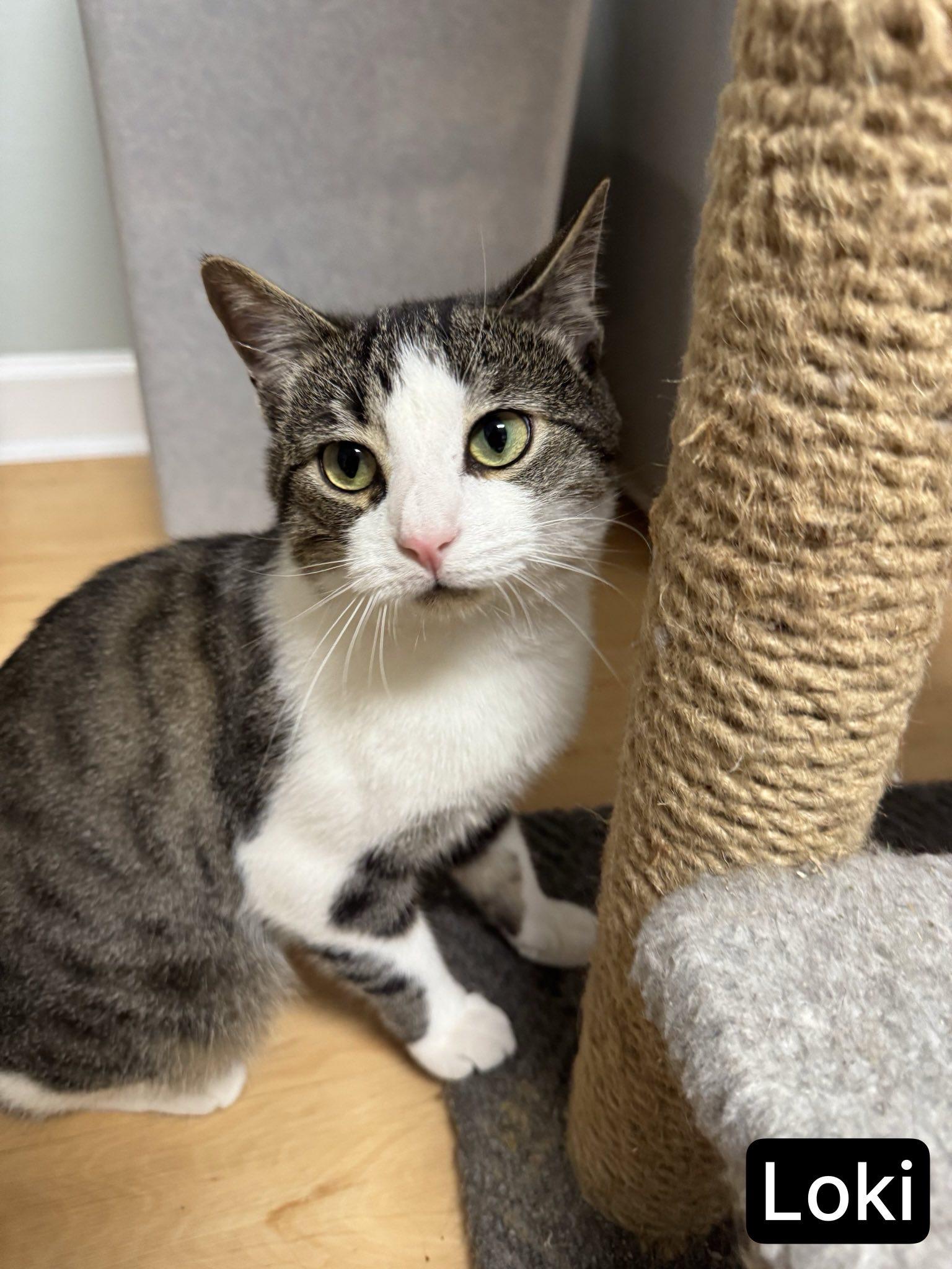 Loki, Adoptable, Young Male Domestic Short Hair.