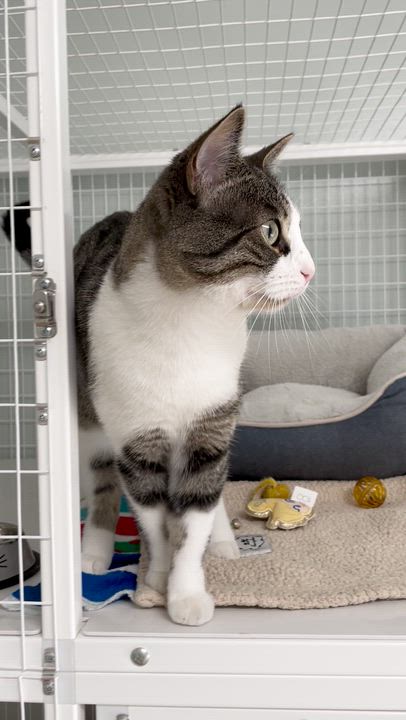 Enlarge Loki, a Adoptable Domestic Short Hair in Suffolk, VA video 2/2