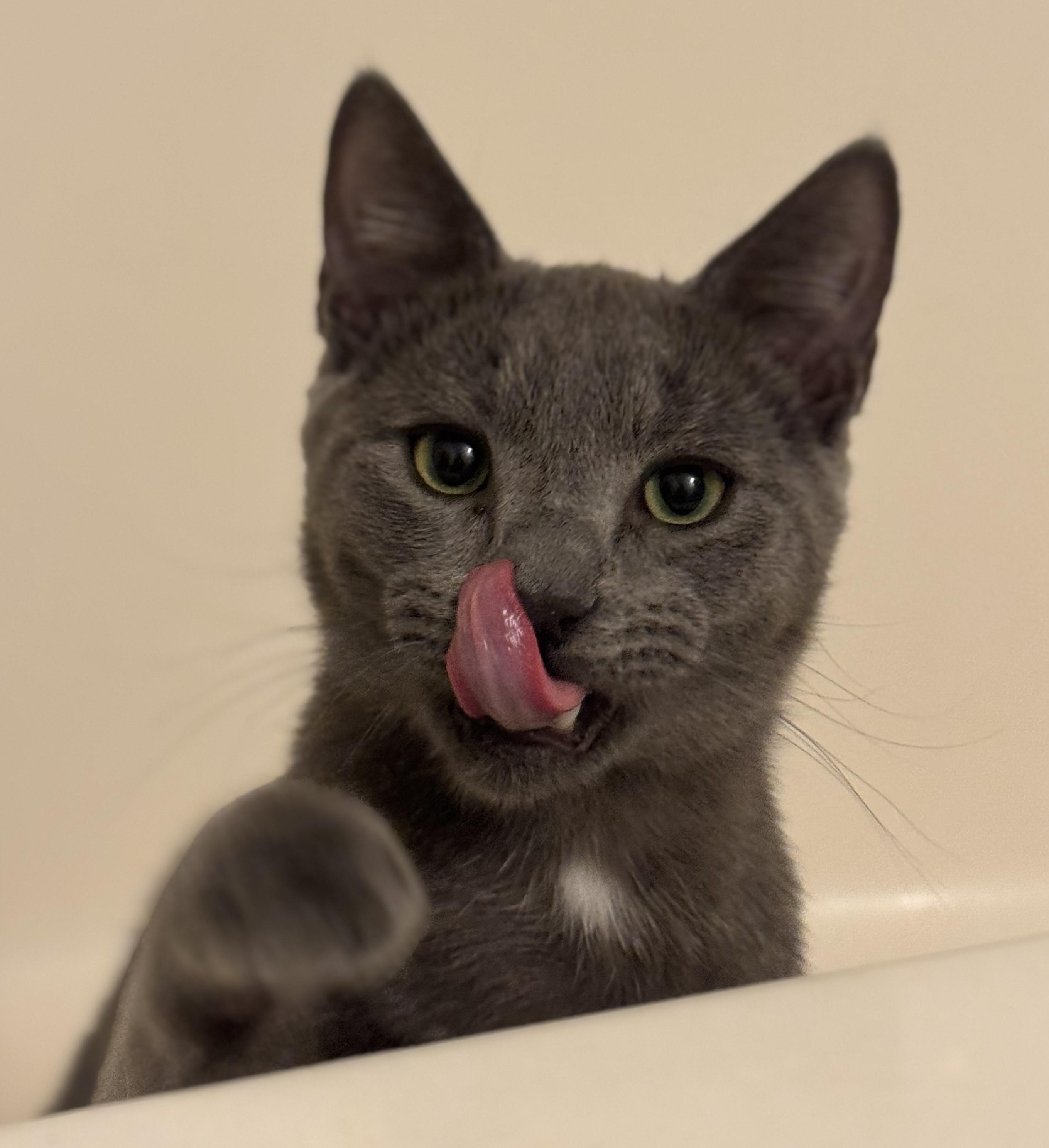 Enlarge Loki, a Adoptable Domestic Short Hair in North Haven, CT image 1/1