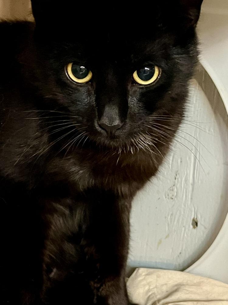 Enlarge Vader, a Adoptable Domestic Short Hair in Bolton, CT image 1/6