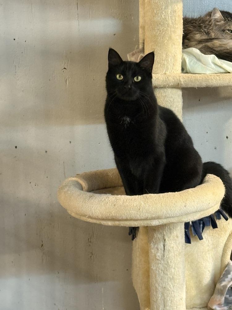 Vader, a Adoptable Domestic Short Hair in Bolton, CT image 1/6