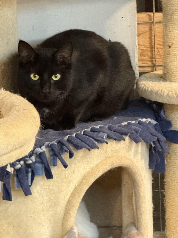 Vader, a Adoptable Domestic Short Hair in Bolton, CT image 2/6