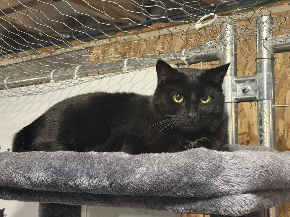 Vader, a Adoptable Domestic Short Hair in Bolton, CT image 3/6