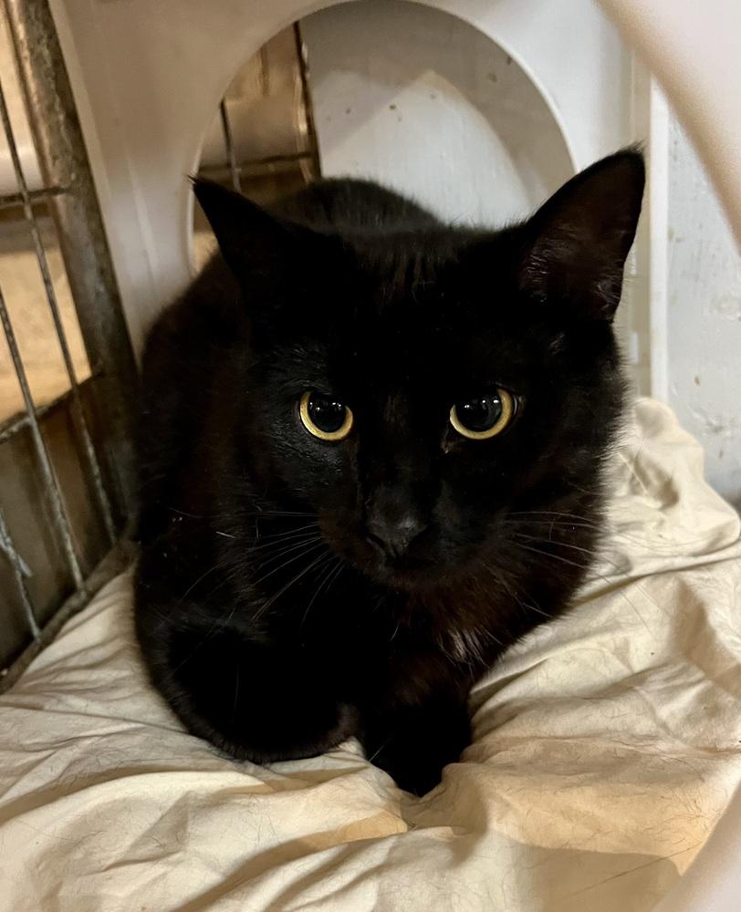 Enlarge Vader, a Adoptable Domestic Short Hair in Bolton, CT image 3/6