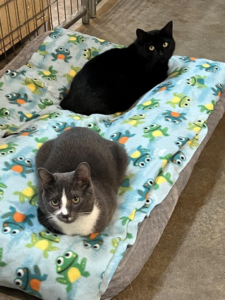 Enlarge Vader, a Adoptable Domestic Short Hair in Bolton, CT image 3/6