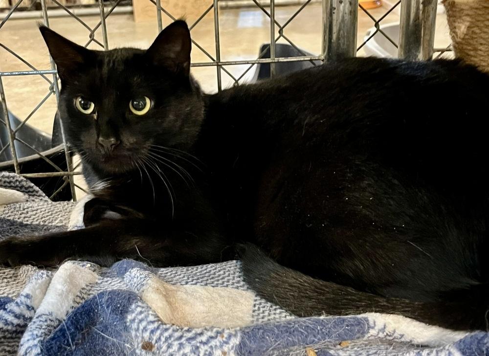 Enlarge Vader, a Adoptable Domestic Short Hair in Bolton, CT image 4/6