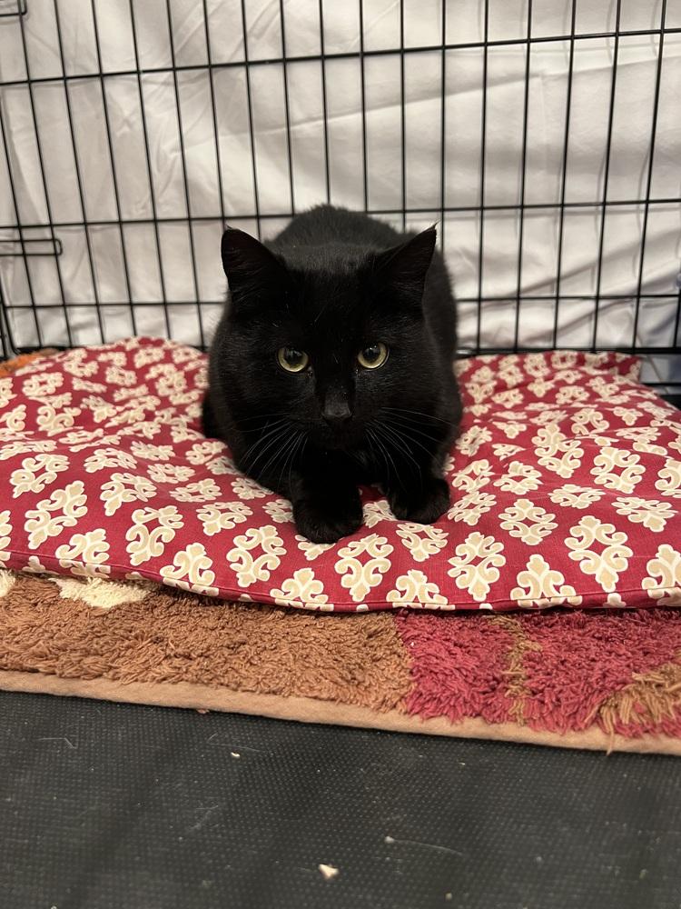 Enlarge Vader, a Adoptable Domestic Short Hair in Bolton, CT image 6/6