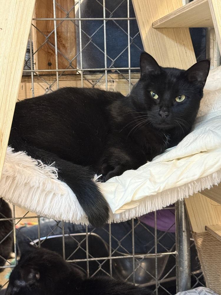 Vader, a Adoptable Domestic Short Hair in Bolton, CT image 6/6