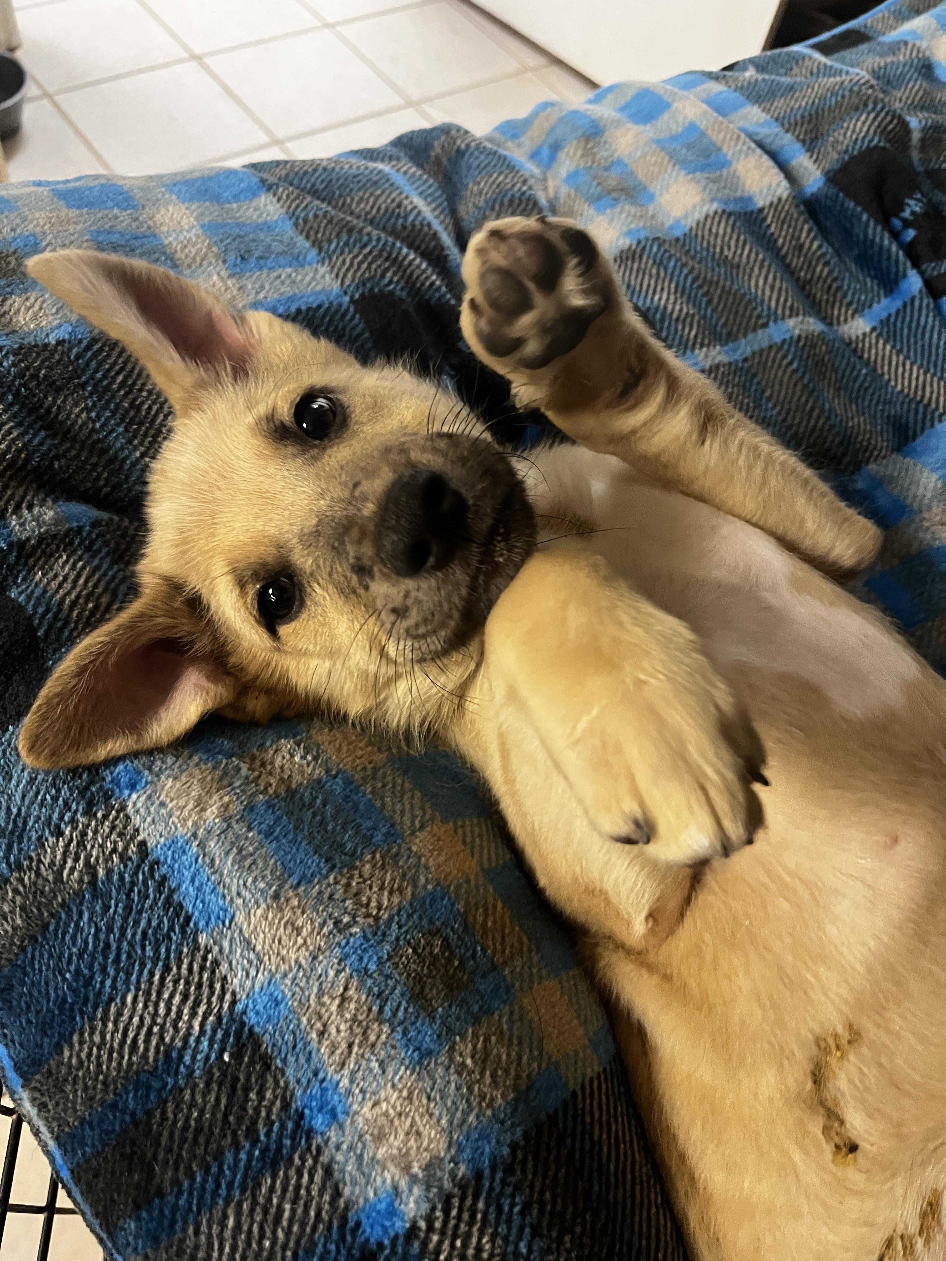 Enlarge Wylie, a Adoptable mixed breed in Gilbert, AZ image 1/3