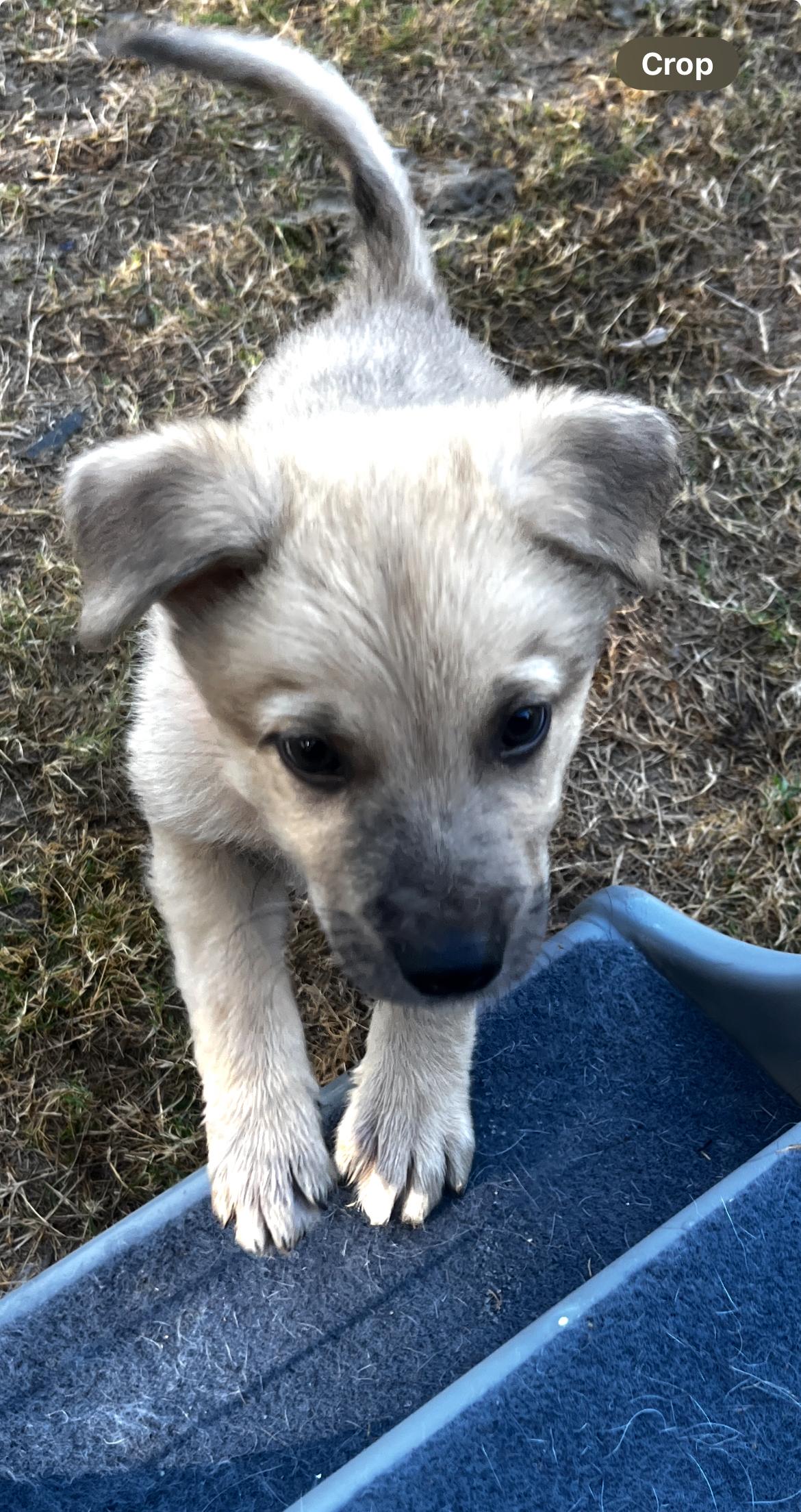 Enlarge Wylie, a Adoptable mixed breed in Gilbert, AZ image 2/3